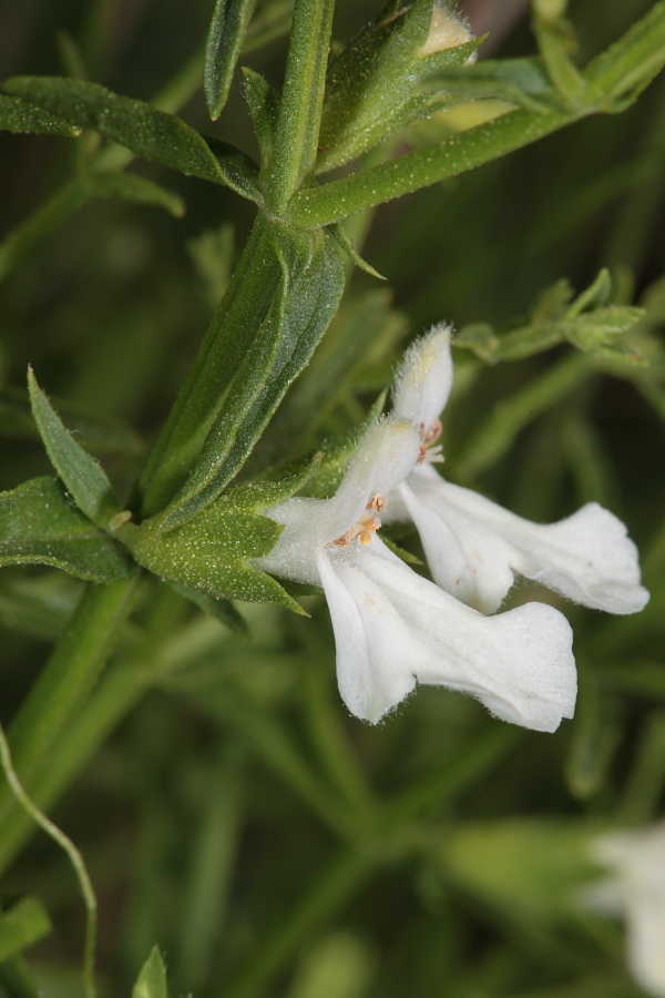 Stachys glutinosa / Betonica fetida